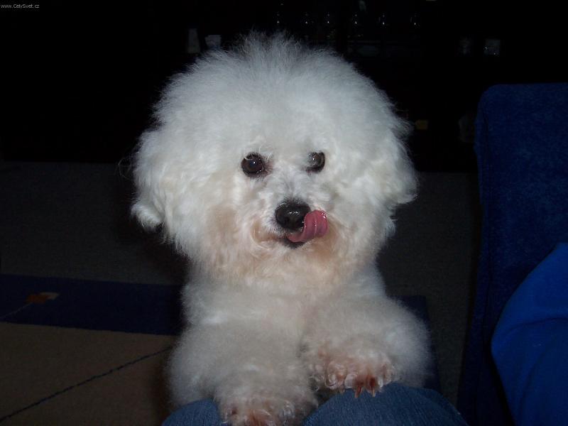 Foto: Bi�onek-Velik�  hlad...