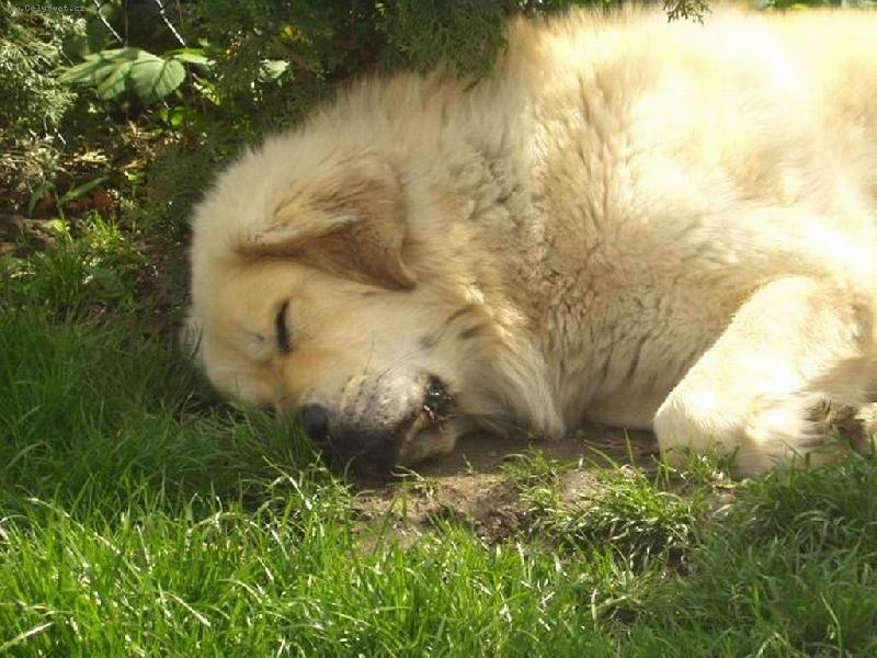 Foto: Sp�c� princ:-)-Tibetsk� doga Apollo