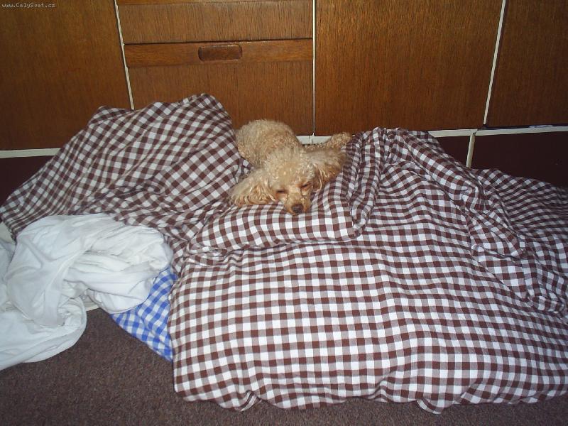 Foto: pomocnice p�i povl�k�n� pe�in-toy pudlice Elli