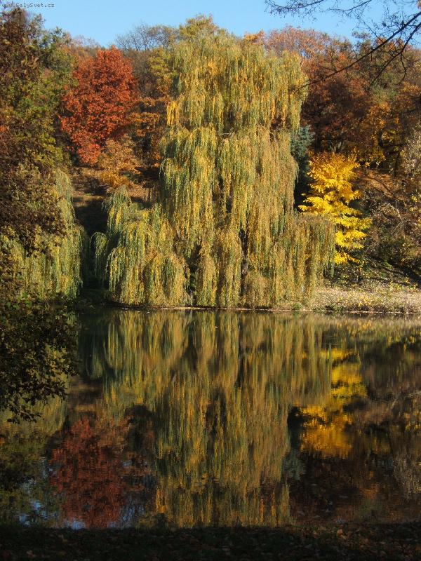 Foto: Jezern� vrba-Podzim zanechal svou kr�su