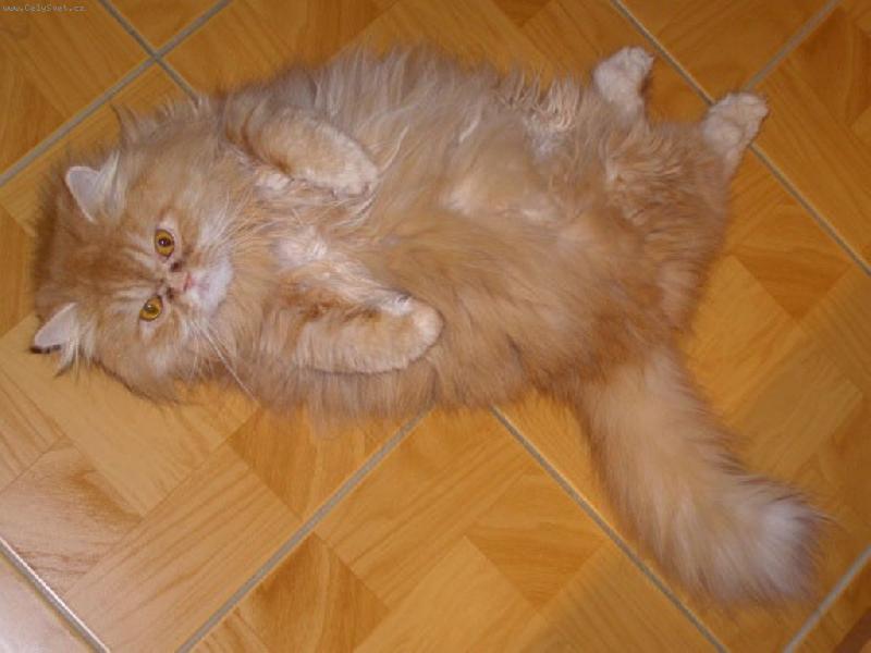 Foto: PAN TARZAN-...poj� si hr�t....