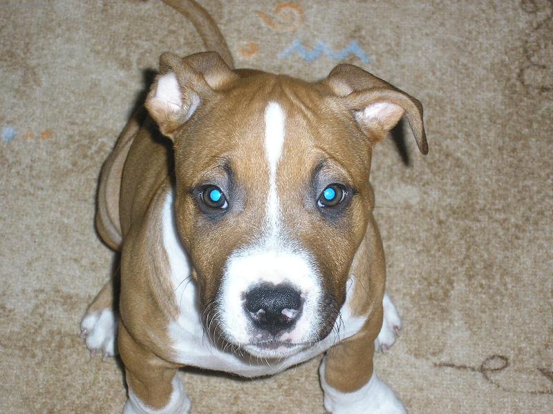 Foto: OZZY-Tak to je moje ps� "miminko" :)