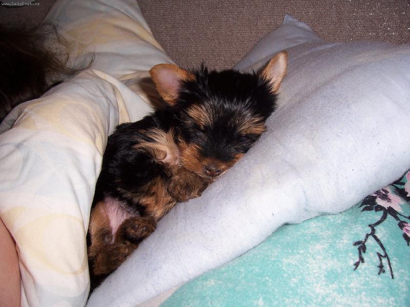 Foto: Terezka-u p�ne�k� v posteli se mi sp� ze v�eho nejl�p