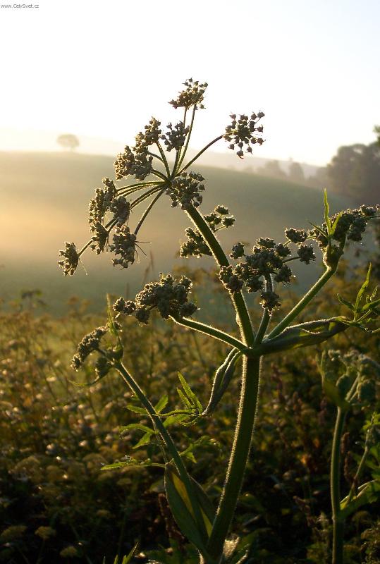Foto: Rann� probuzen�-V�chod slunce na louce v Orlick�ch hor�ch