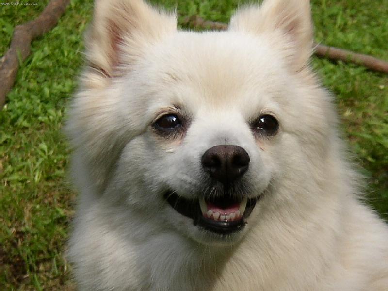 Foto: St�le ��astn� Ad�lka