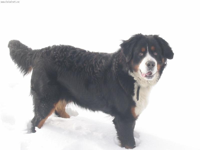 Foto: m�j prvn� sn�h....