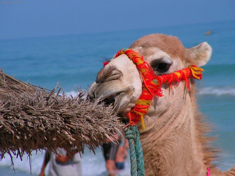 Foto: Sva�inka-Sva�inka na pl�i