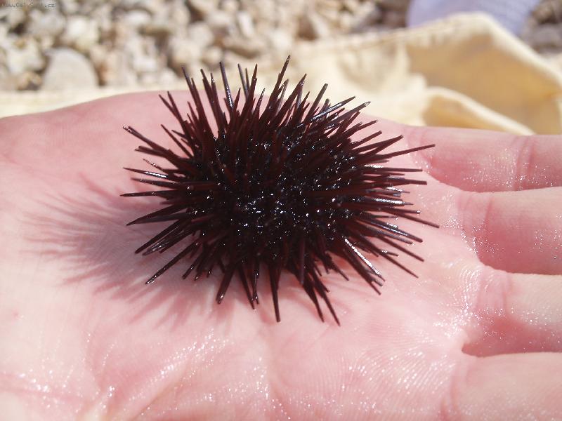 Foto: Mo�sk� je�ek