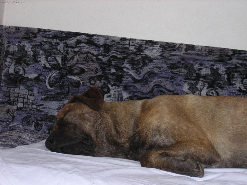 Foto: Baggy- bandog-Baggynka spink�:)