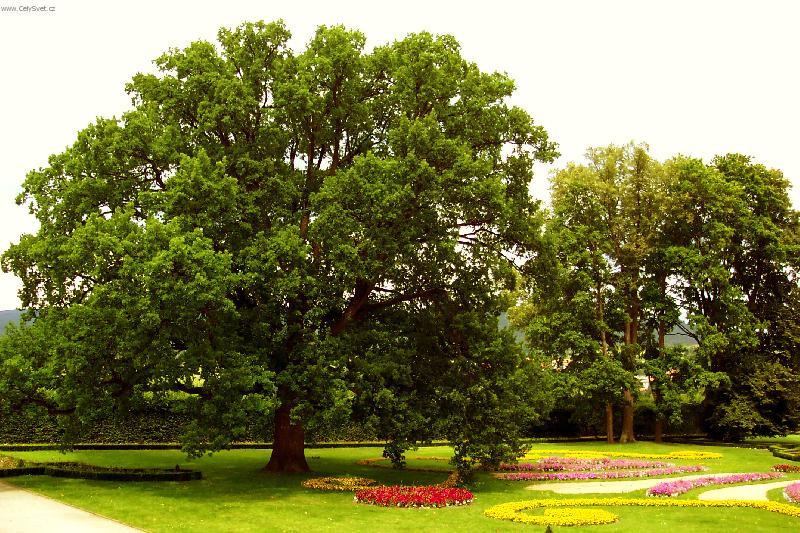 Foto: Stalet� strom-Zahrada v �esk�m Krumlov� ....