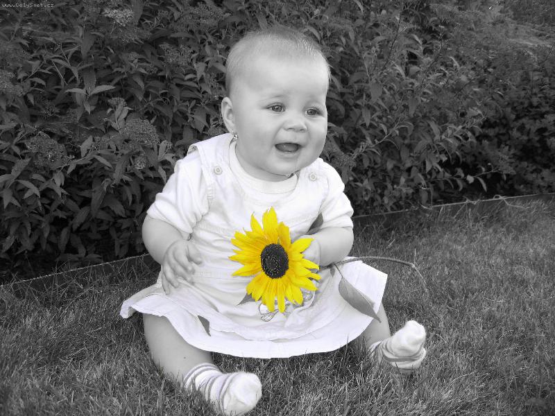 Foto: Kopretina-Dv� kv�tinky