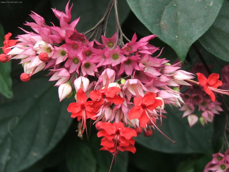 Foto: rostlina-rostlina v zoo