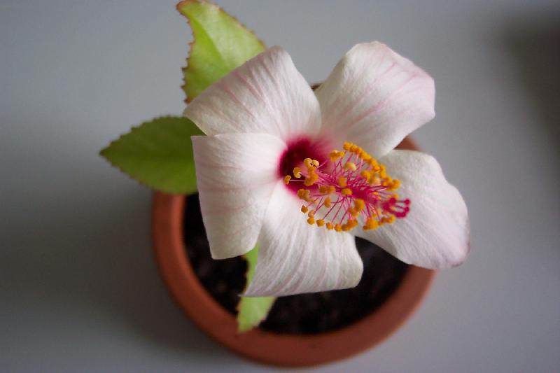 Foto: Ibi�ek-Ibi�ek - v�t�� kv�t nez samozn� rotstlinka...