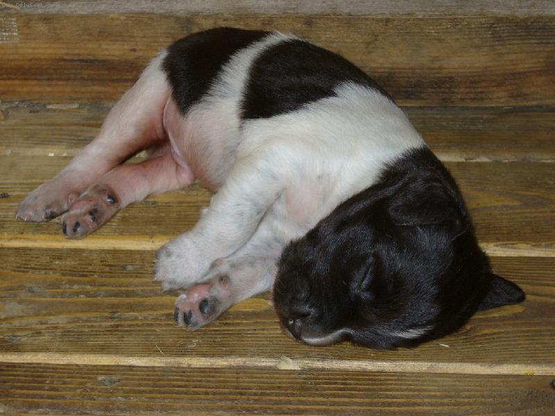 Foto: N�meck� oha� dlouhosrst�-Ps� miminko