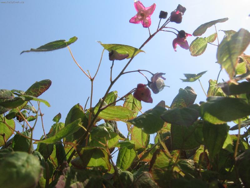 Foto: pohled mravence na sv�t...-t���da,to jsou ale mrakodrapy!!!