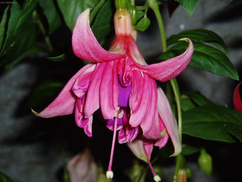 Foto: kv�t fuchsie
