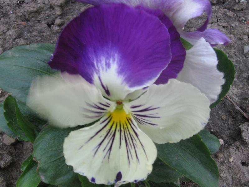 Foto: Kytinka..-fialov� mace�ka