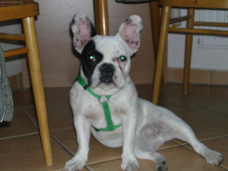 Foto: Pozor vylet� pt��ek-Pepina pozuje pro fotografa