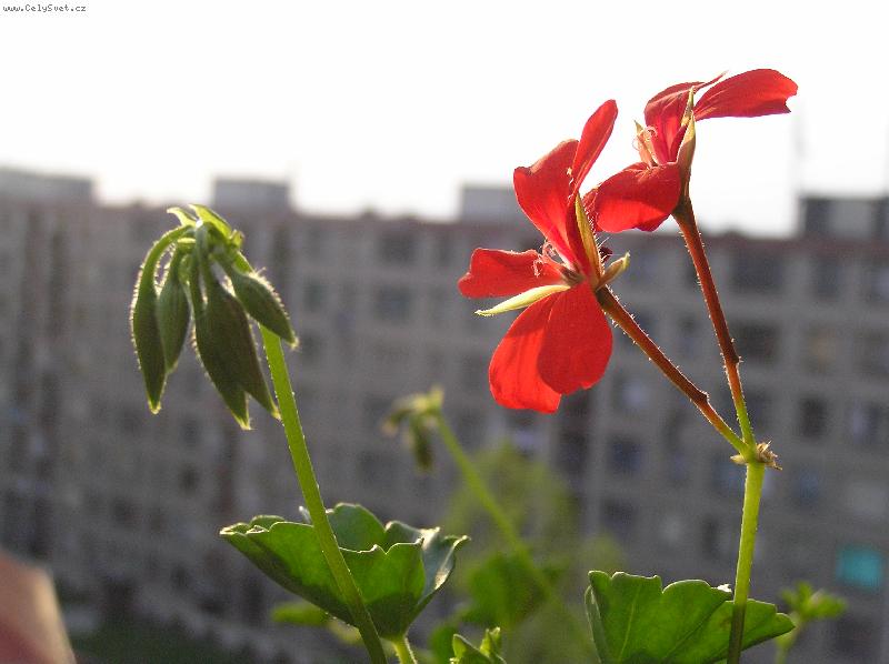 Foto: Na balkon�2-mu�k�t