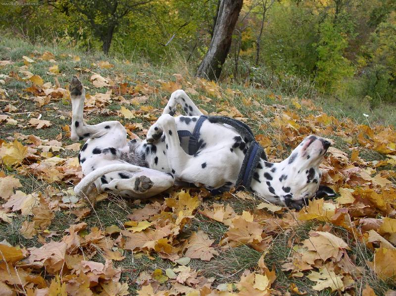 Foto: Podzimov� rochn�n�-Den�sek v list�