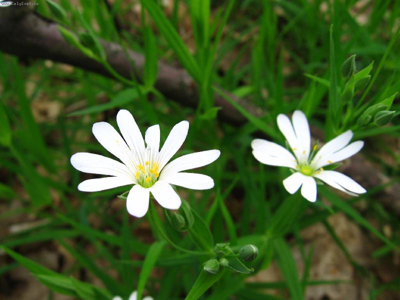 Foto: jaro-ulovil jsem p�i cyklov�letu