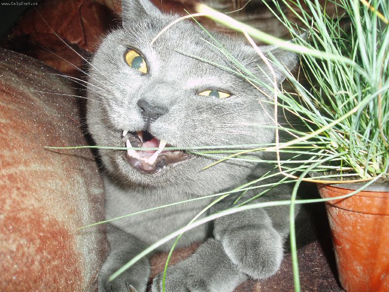 Foto: Ton�nek-m�am,m�am