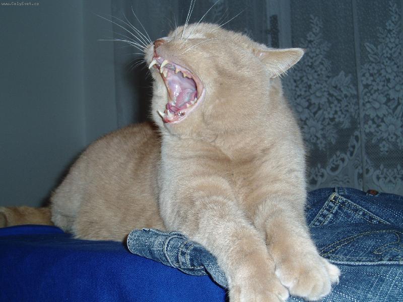 Foto: Fil�pek-v�echny v�s se�eru:-)