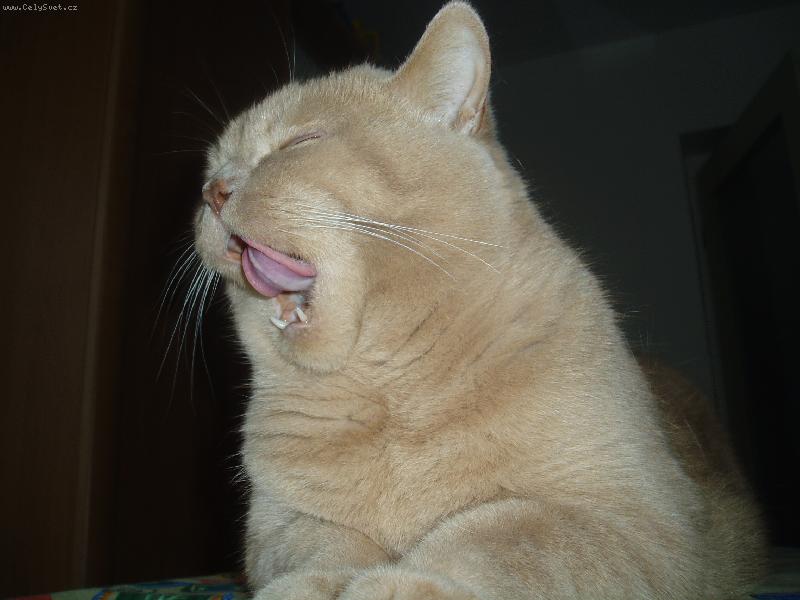 Foto: Fil�pek-u� bych spinkal:-)