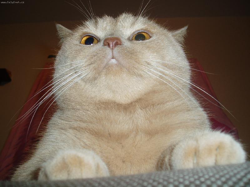 Foto: Fil�pek-a te� tu porou��m j�:-)