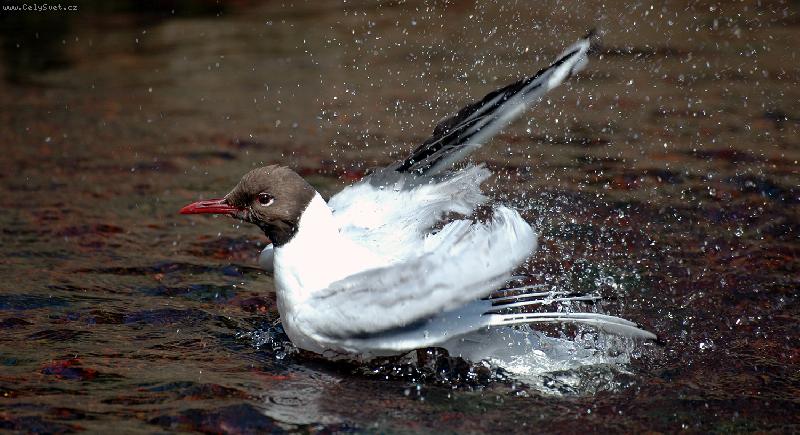 Foto: Hej k�mo, ho� mi m�dlo ...