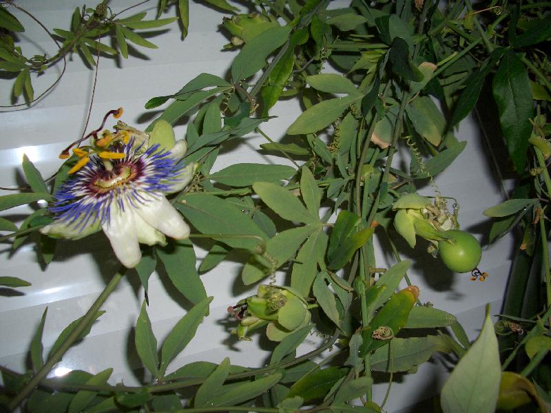 Foto: plod mu�enky-mu�enka,kter� mi pod�kovala za p��i sv�mi plody