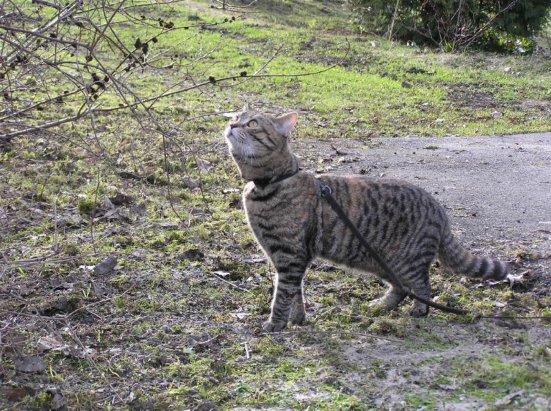 Foto: Jaro kr�sn� von�-N� �elvovinov� kocourek Bodie na sv� prvn� jarn� proch�zce