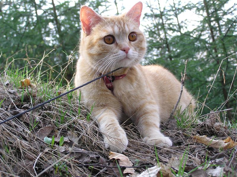 Foto: Tady to m�m r�da-Na�e ko�i�ka Bublina na proch�zce