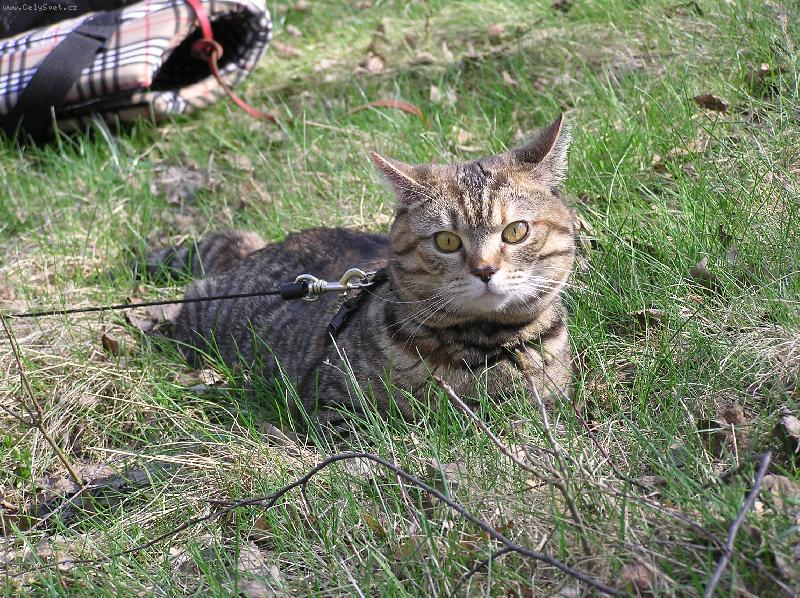 Foto: Takov� v�let to jednoho zm��e-N� kocourek Bodie na v�let�