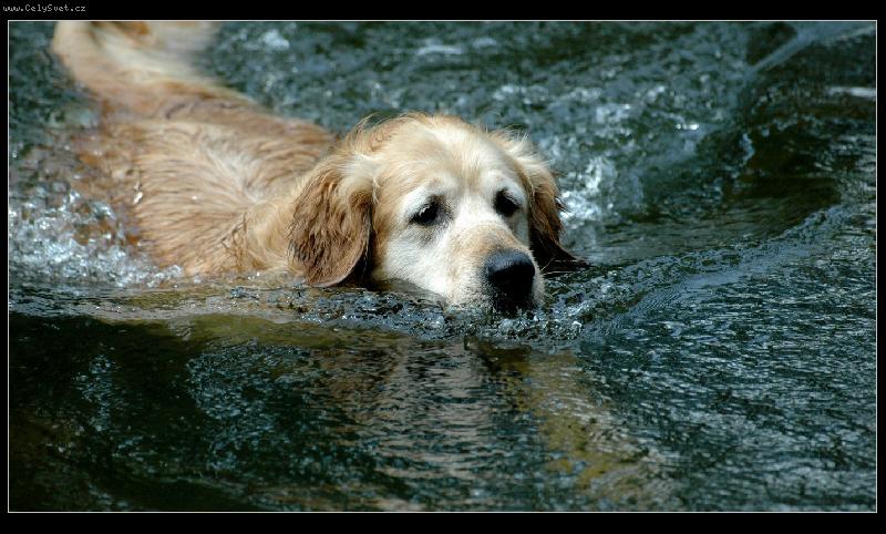 Foto: Vydr�! U� ti plavu na pomoc ...