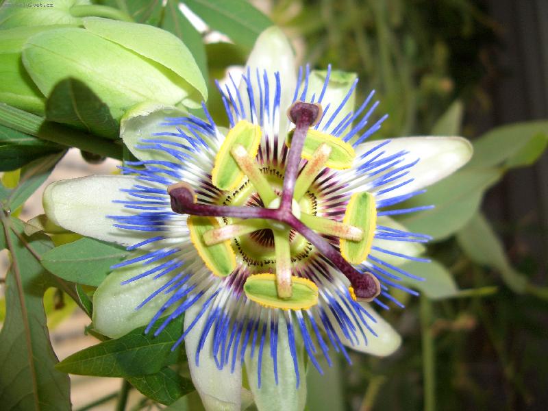 Foto: mu�enka-mu�enka