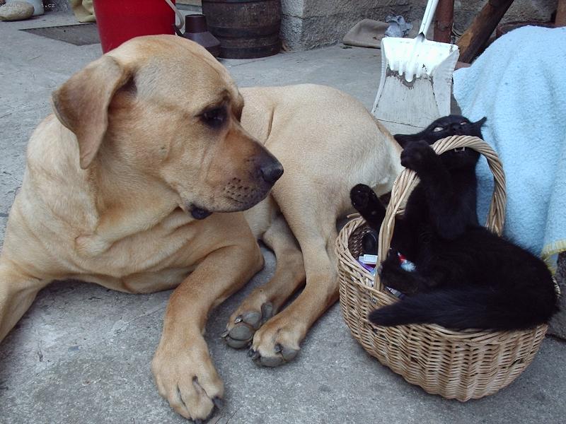 Foto: Odpoledn� siesta.-Tome, nech ten ko��k!