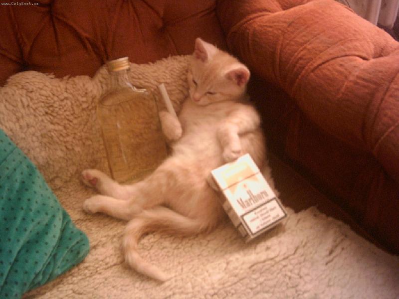 Foto: Kdy� jsem byl men��,nem�l jsem je�t� rozum...:-))-Takhle se n� kocourek v�l� po ob�d�.