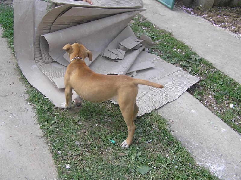 Foto: u�to nepotrebujete?Dobre,roztrh�m to.-pitbullka Lolly