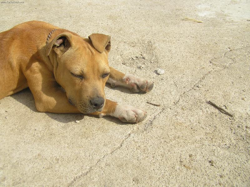 Foto: spink�m na slnie�ku-pitbullka Lolly