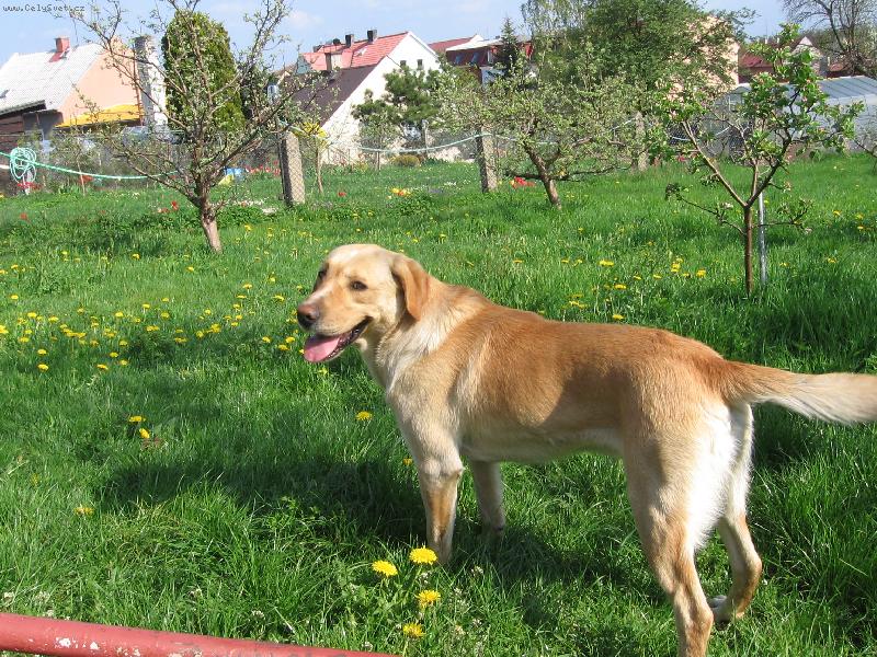 Foto: Albi - nov� pes na star� zahrad�