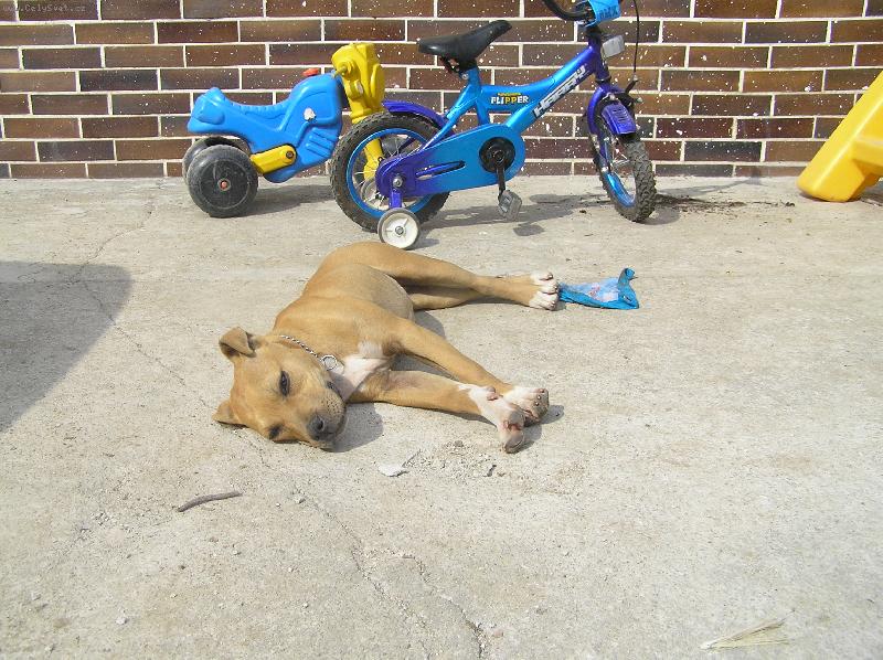 Foto: len tak si tu le��m-pitbullka Lolly