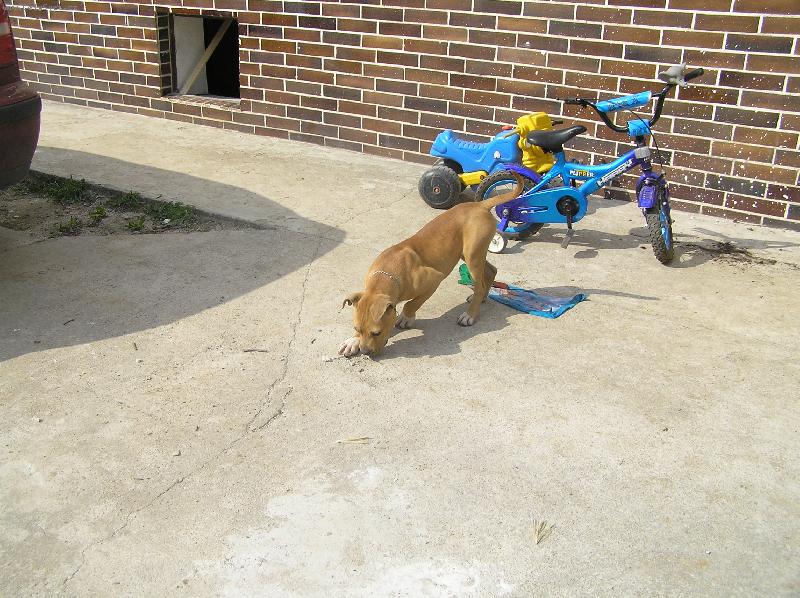 Foto: hrabem do bet�nu-pitbullka Lolly
