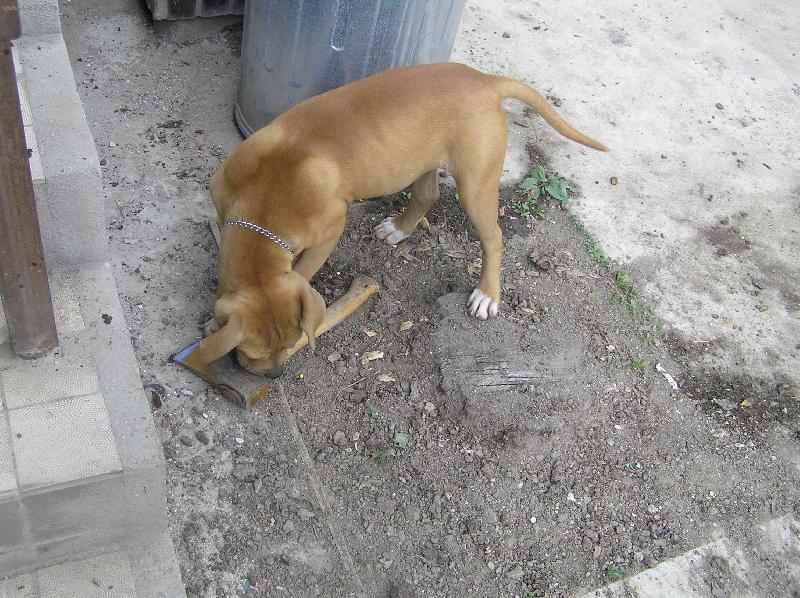 Foto: so sekerou sa viem pohra�-pitbullka Lolly