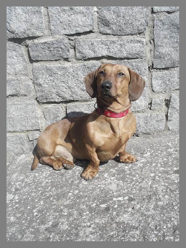 Foto: M�j pes-Filip