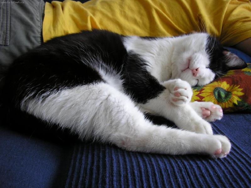 Foto: M�j Mike�ek-Sp�nek po �navn�m cel�m dni span�.