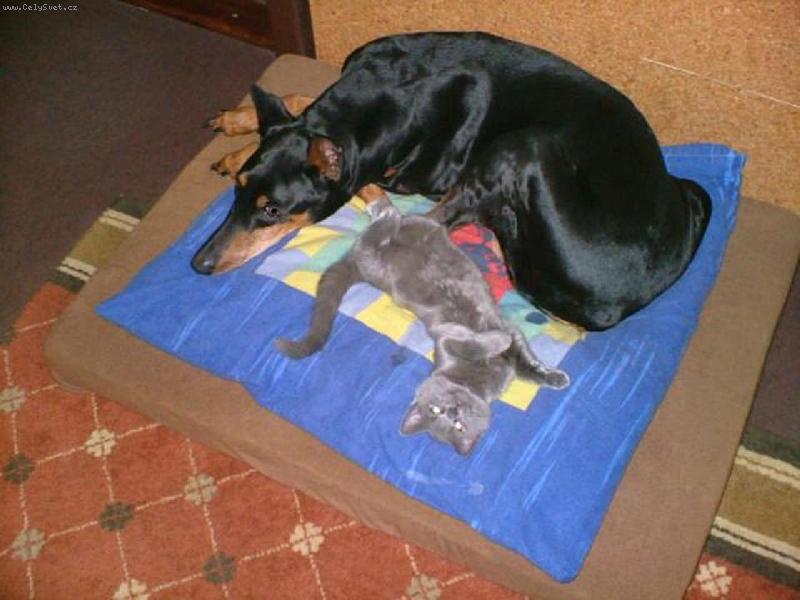 Foto: m�j ochr�nce-to se m�me r�di jako dva kamar�di