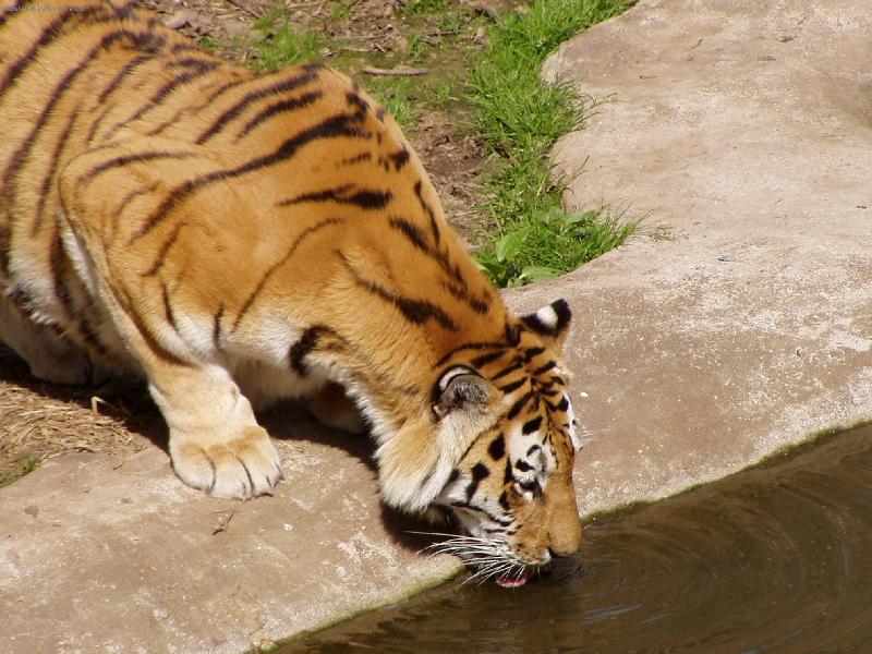 Foto: Tygr usurijsk�-��zniv� ko�i�ka