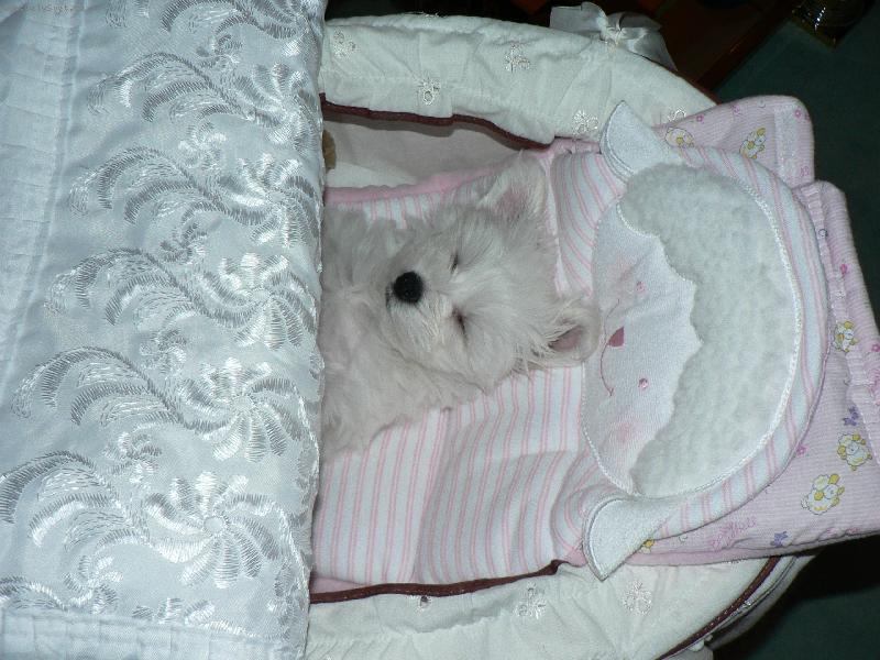 Foto: MEGGY-sladk� sn�n� n� brou�ku !