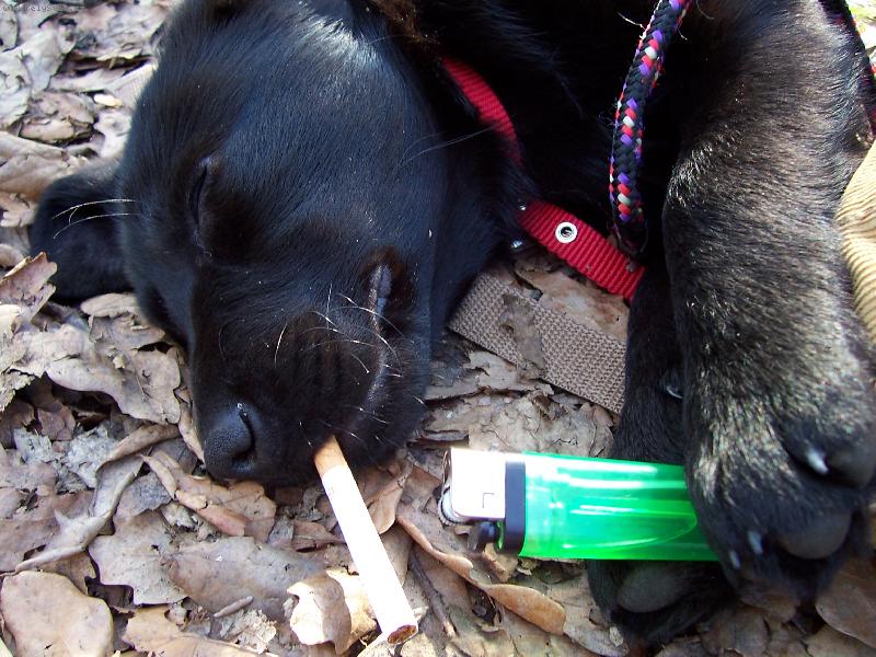 Foto: 4 m�s��n� labradorka Bar�a-Nebojte se, to je jen recese, ��dn� t�r�n� ps�,na�i Bar�u m�me r�di z cel�ho srdce.